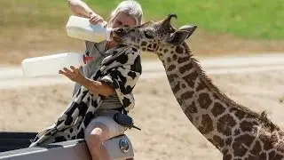 How To Bottle Feed a Giraffe Calf