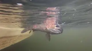 Pesca en Chilo&eacute;