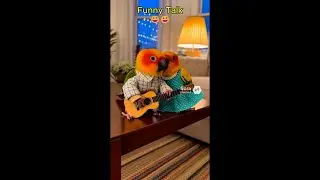 Funny Talking Parrots Vol 4#dodo #birds #funny #couple #beach #parrot #comedy #cute #romantic