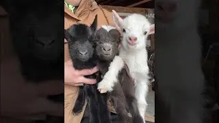 Eugster&rsquo;s Farm in Stoughton welcomes rare baby goats
