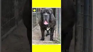 😱 Dangerous Dog Breeds  | unknown facts | facts Malayalam #shorts #ytshorts #shortsfeed