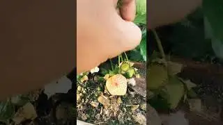 Roof Garden 🪴😍😍#shorts #youtubeshorts #trending