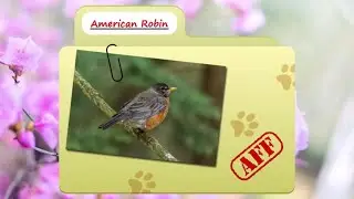 American Robin facts not to be confused with European robins Birds Fact Files -حقائق علمية عن الطيور