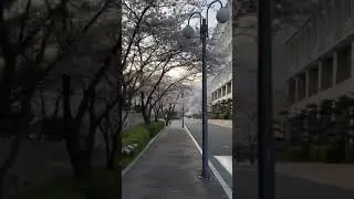 Kookmin University April landscape