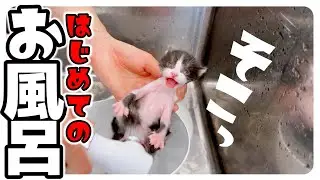 【子猫のお風呂】シャンプーが気持ちよくて途中うっとりしてしまった