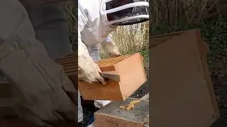Comment agrandir par le bas sa ruche warr&eacute; ? #shorts #ruchewarre #apiculture