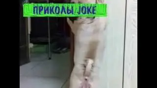 Мопсик застеснялся / Mopsik shy