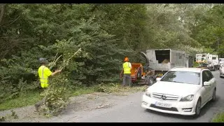Commercial Tree Services in Essex, working with County Broadband