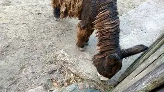 Baudet du Poitou/ Poitou donkeys