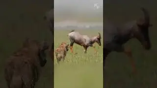 Кто съест антилопу топи? Гиены или львы?