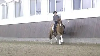 Ponydressur - programtræning I / Pony dressage - riding tests part I