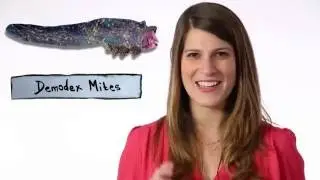 Demodex Mites Living On Your Face