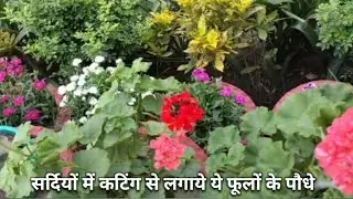 जनवरी में कटिंग से लगाये जाने वाले फूलों के पौधे  ll Winter Flower Plant Grow From Cutting