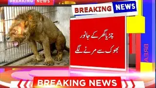 Breaking News | Karachi Zoo Animals Starve to Death | 23 November 2021| Talon News HD