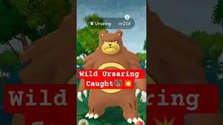 Wild Ursaring Caught! 🐻💥 #pokemongoshorts #shinypokemon #pokemongocatch #shiny #pokemongo #Ursaring