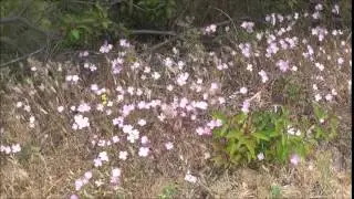 Wildflowers: Farewell to Spring . by Alice B. Clagett