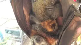 Bat mum suckles her baby.  Penny and Sixpence.