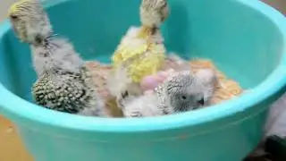 HOW TO CLEAN A NEST baby bird care Budgie Planet DANIEL L&Uuml;TOLF #shorts