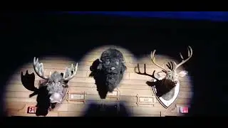 (New) County Bears Musical Jambree Pov August 2024