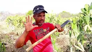 Jo&atilde;o cortando Palma forrageira