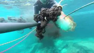 Spearfishing- Cuttlefish