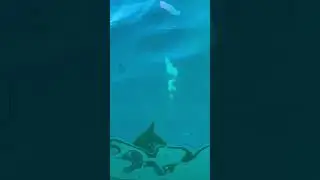 Pyrosomes all the way down the line !!!