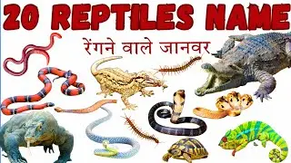 20 Reptile Animals Name in English | Reptiles Name in English | Educational Kids Video in Hindi 2025