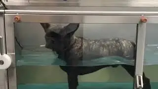 Teun* Dog hydrotherapy first session