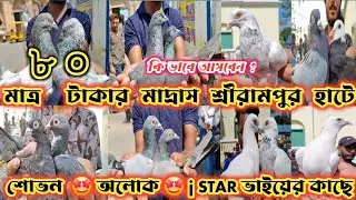 শ্রীরামপুর হাটে শোভন,অলোক , j STAR কাছে আজ সেই অফার 😱 মাত্র ৮০ টাকায় পায়রা  SERAMPORE PETS MARKET