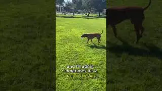 Why I Didn't Train Automatic Drop