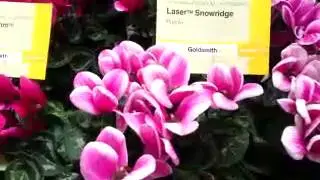 2014 Spring Trials: Syngenta Synchro and Lasar Synchro Cyclamen