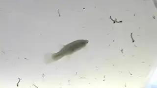 gambusia fish eat mosquito larvae