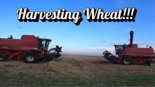 Harvesting Wheat!!!  #kansas #combine #caseih