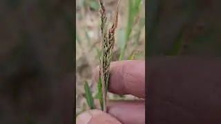 Panicum paludosum (вероятно)