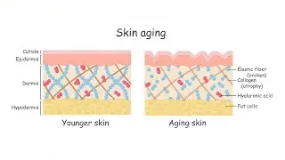 Mastering Skin Anatomy and Aging || The Key to Effective Anti-Aging Skincare and Injections