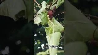 Gagamba hunting. #gagamba #spider #viralvideo