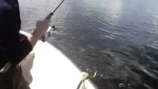 G&auml;ddfiske p&aring; Helgasj&ouml;n