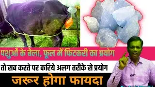 पशुओ के बेला,फूल मे फिटकरी का प्रयोग || Manjhi Veterinary || Dr.Amit Manjhi
