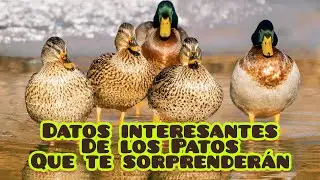 Datos curiosos de los patos que te sorprender&aacute;n