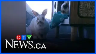 Rabbit shelter urges responsible pet ownership