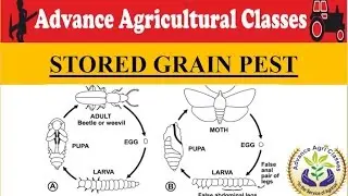 Stored Grain Pest (Hindi/English) Agricultural Field Officer