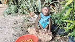 Baby monkey eating fruit #monkey #monkeyexplorer #babymonkey #monkeydluffy #monkeyforest #monkeys