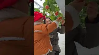 20251206 한율 36개월(Hanyul' 36 months)_베리미팜 (berry me farm_Strawberry picking farm)_2.딸기수확체험_3