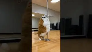 Absolute Unit: Warning! Playing this song for 3 days straight has led to total chaos 🏆⚡#Cute #Cat