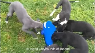 10 Week old Greyhound Racing Puppies Having a Whale of a Time