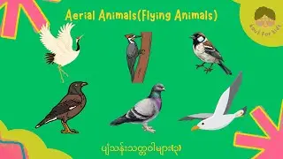 #3 Aerial Animals - ပျံသန်းသတ္တဝါများ | ကလေးများသင်ယူမှတ်သားဖွယ်ရာ #koutforkids #animalkingdom