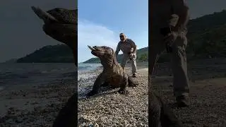 Komodo Dragon swallows eel😳 These guys look like dinosaurs🤯