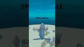 SPERM WHALE vs GIANT SQUID