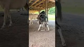 Horse farts #horse #horses #fun #funny #funnymoments #funnyvideo #fart