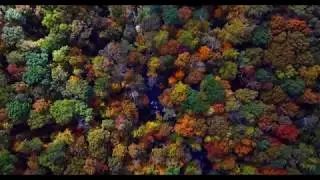 Pexels Videos 1564582